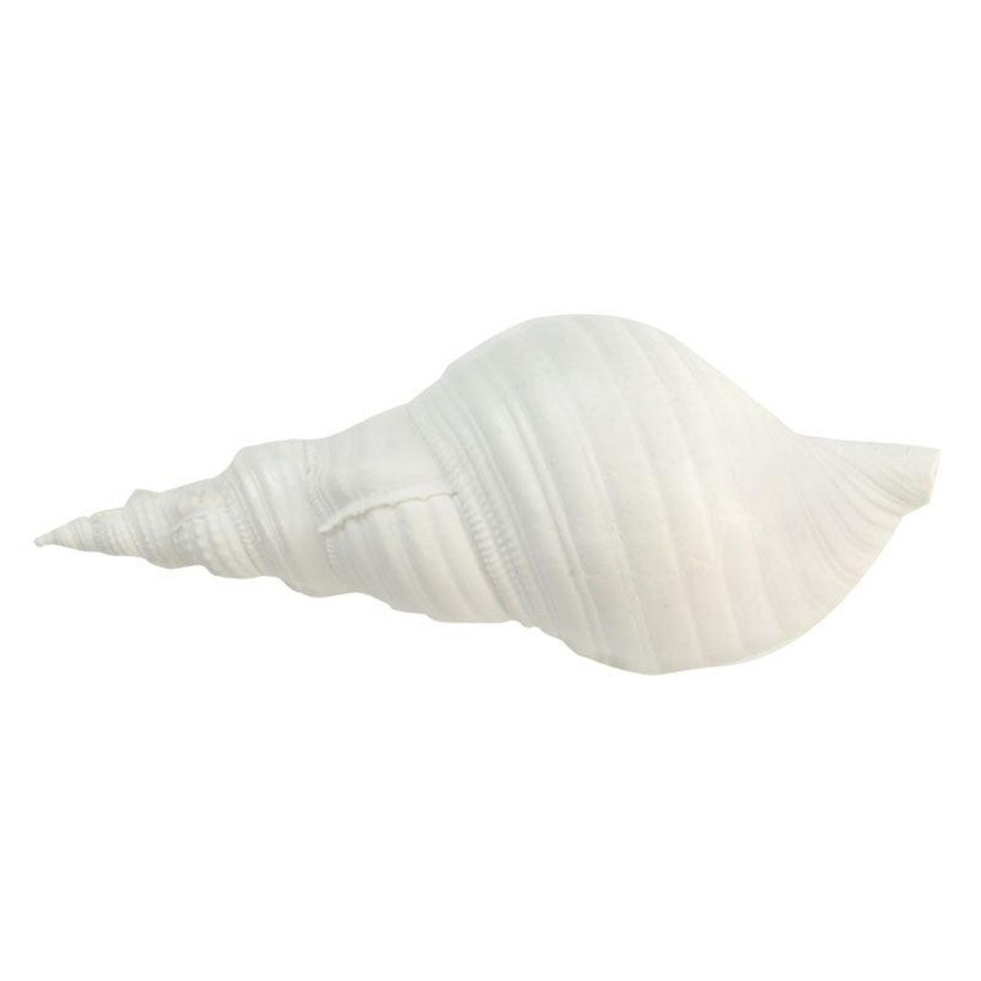 Decor Items | Coast To Coast Home White Poly Sea Snail Shell