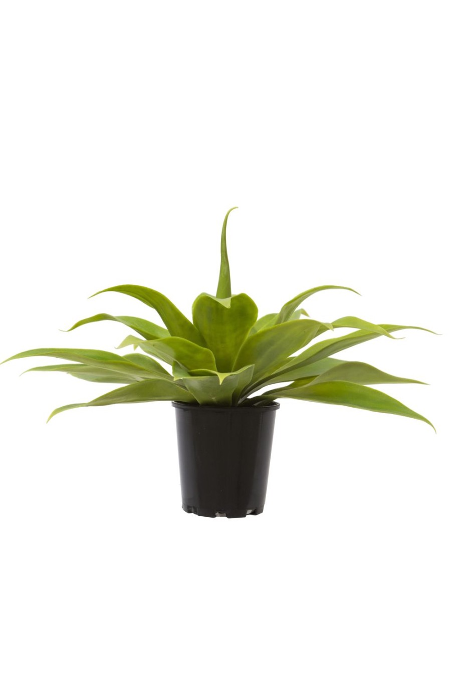 Decor Items | Rogue Home Agave Garden Pot