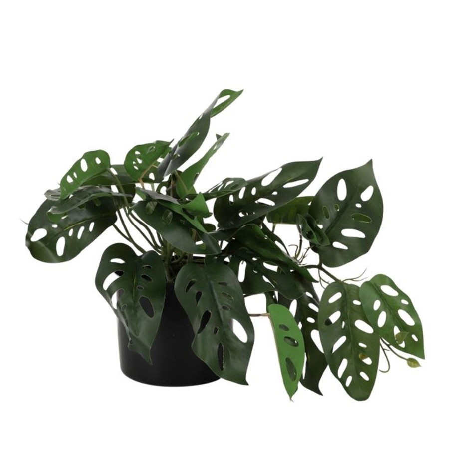 Pots, Planters & Vases | Coast To Coast Home Monstera Adansonii In Pot