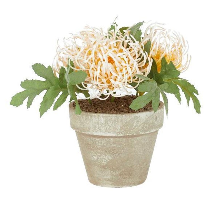 Decor Items | Coast To Coast Home Disbud In Natural Pot